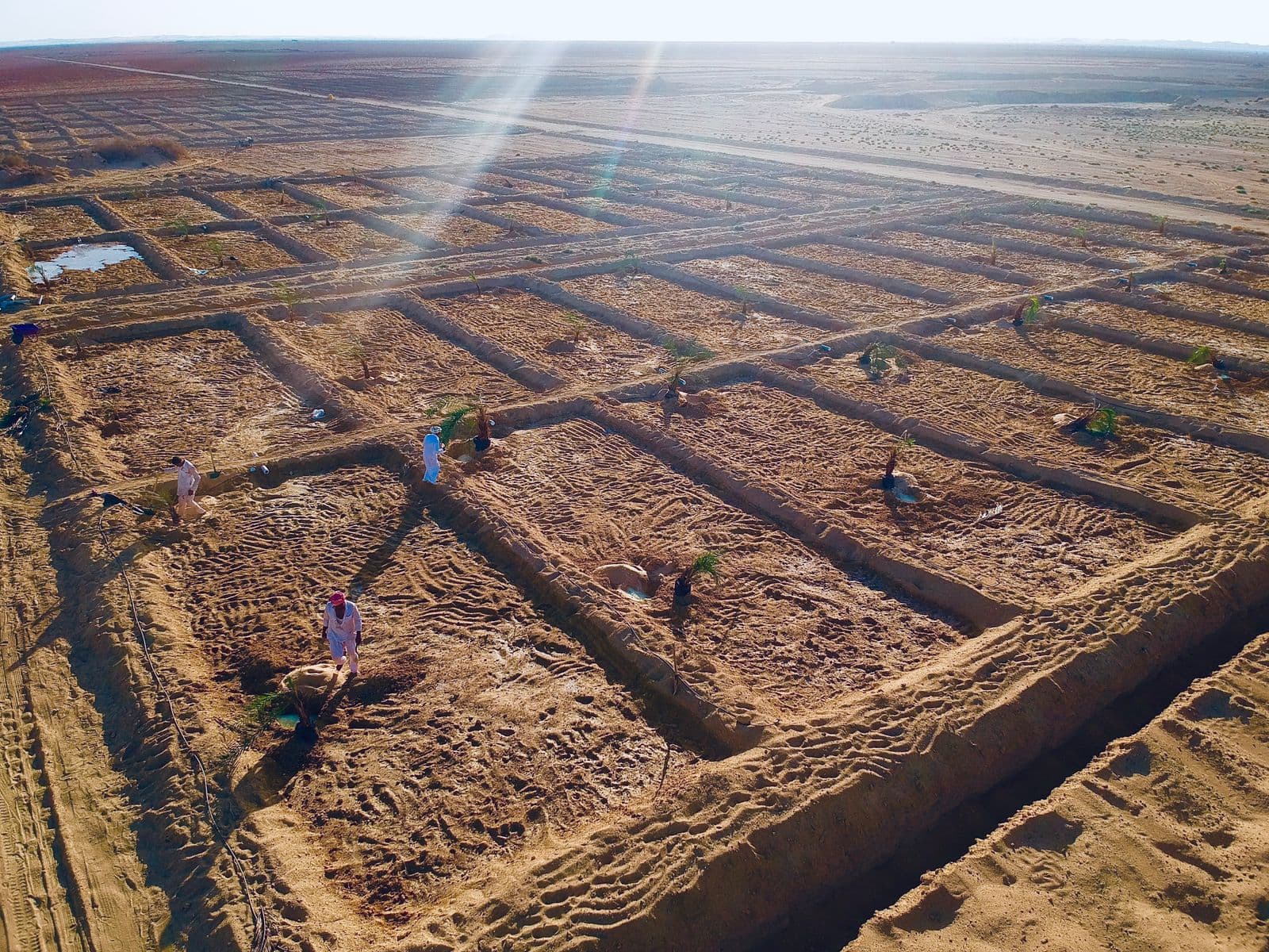 Plot D4 — Mixed Orchard — Siwa Oasis