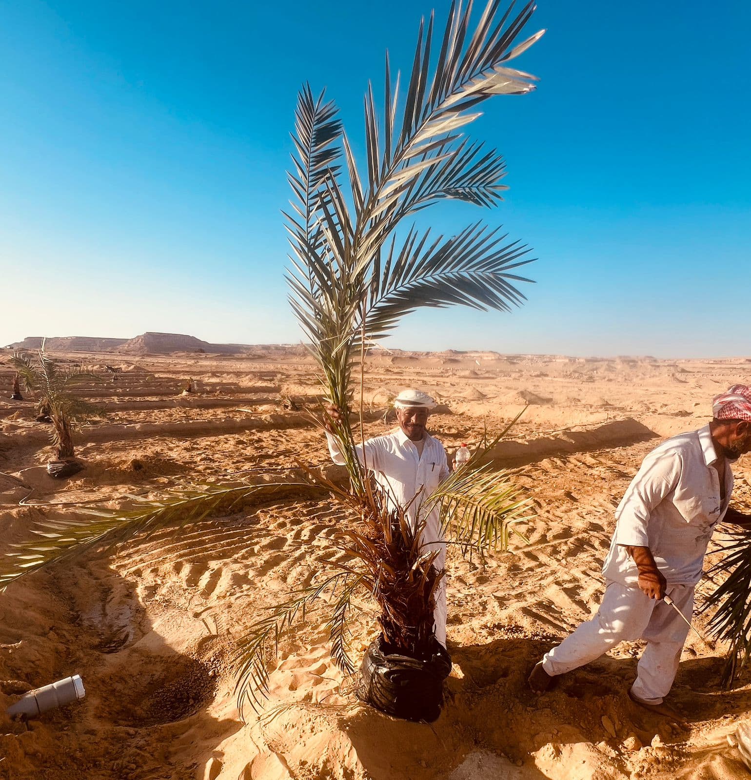 Plot B2 — Olive & Fig Mix — Siwa Oasis