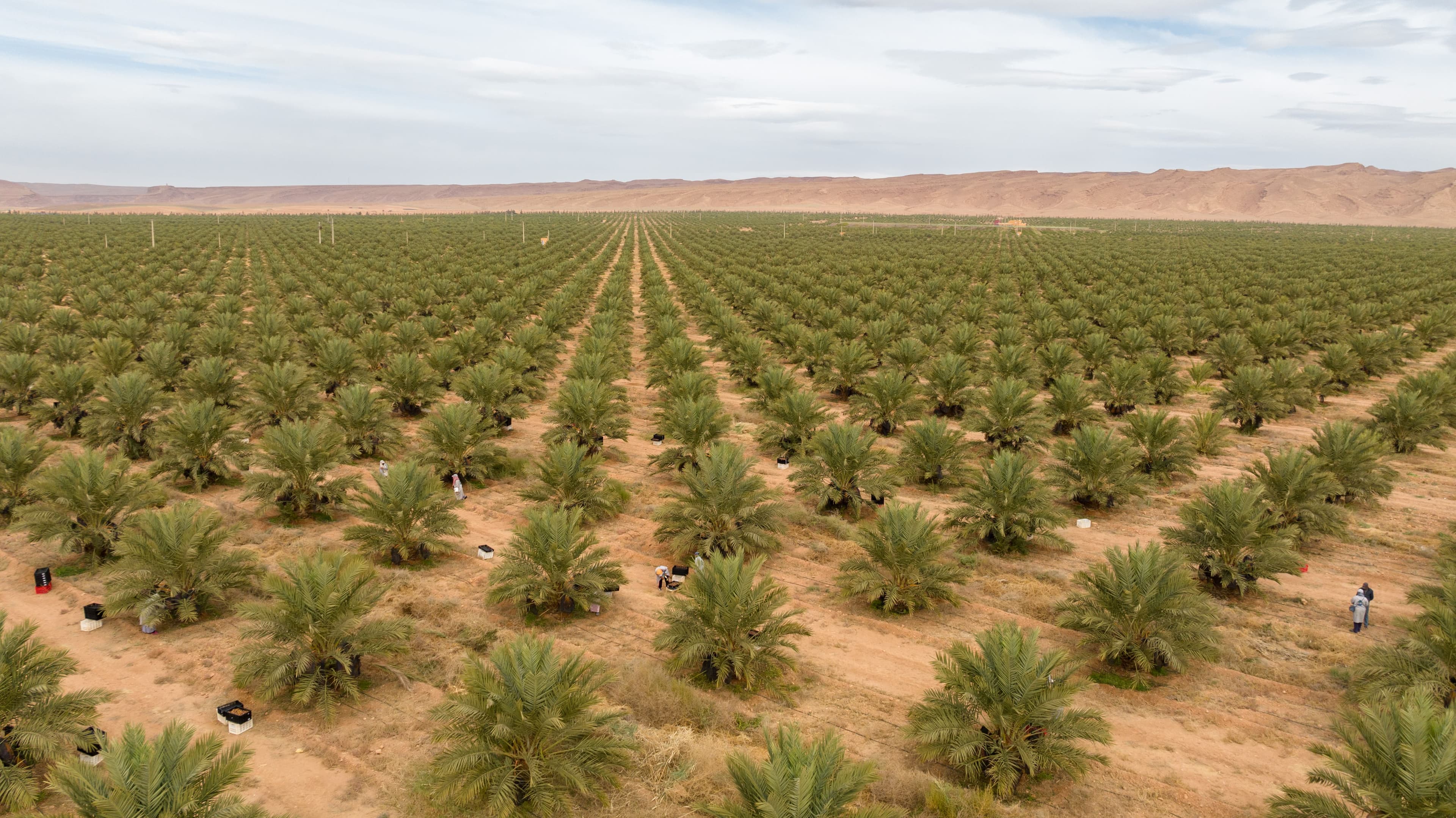 10 Fadan Plot - 2.5 Fadan Majdol Lina Farms — Siwa Oasis
